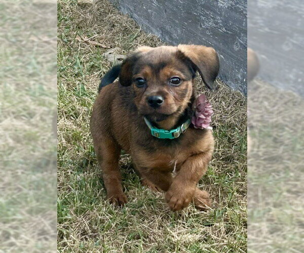 Medium Photo #4 Cavalier King Charles Spaniel-Dachshund Mix Puppy For Sale in Southbury, CT, USA