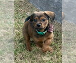 Small Photo #4 Cavalier King Charles Spaniel-Dachshund Mix Puppy For Sale in Southbury, CT, USA