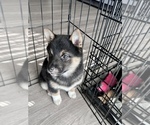 Small Photo #8 Shiba Inu Puppy For Sale in DENVER, CO, USA