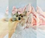 Small #1 Pomeranian
