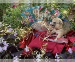 Small Photo #18 Bullhuahua-Chihuahua Mix Puppy For Sale in RAWSONVILLE, MI, USA