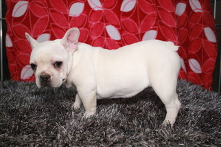 French Bulldog Puppy for sale in SUGARCREEK, OH, USA