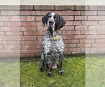 Small Photo #1 German Shorthaired Lab Puppy For Sale in TACOMA, WA, USA
