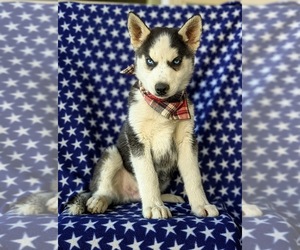 Siberian Husky Puppy for sale in EPHRATA, PA, USA