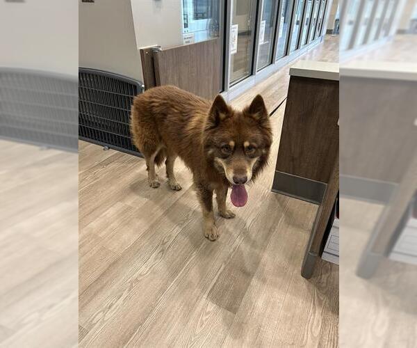 Medium Photo #1 Alaskan Malamute Puppy For Sale in Pearland, TX, USA