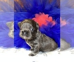 Small Photo #16 French Bulldog Puppy For Sale in MIMS, FL, USA