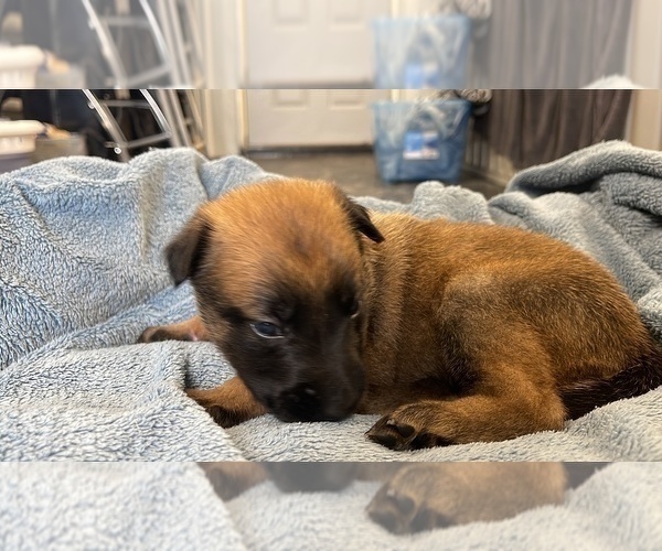 Medium Photo #202 Belgian Malinois Puppy For Sale in REESEVILLE, WI, USA