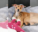 Small #1 Chihuahua Mix