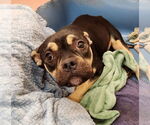 Small #6 American Pit Bull Terrier-Bulldog Mix