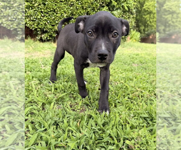 Medium Photo #7 Mutt Puppy For Sale in OKLAHOMA CITY, OK, USA