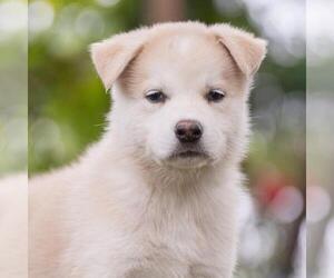 Siberian Husky-Unknown Mix Dogs for adoption in San Diego, CA, USA