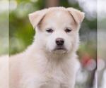 Small Siberian Husky Mix