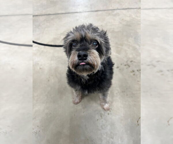 Medium Photo #2 Mutt Puppy For Sale in Pierceton , IN, USA