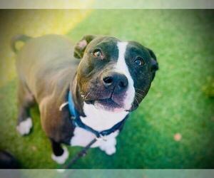 Mutt Dogs for adoption in Orlando, FL, USA