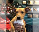 Small Carolina Dog Mix