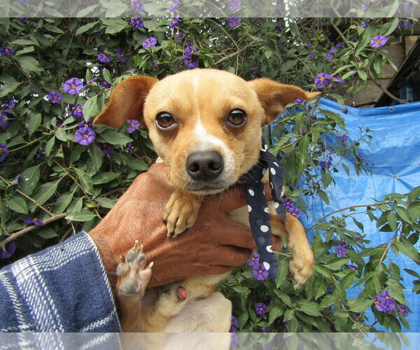 Medium Photo #1 Chihuahua-Unknown Mix Puppy For Sale in San Diego, CA, USA