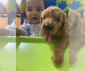 Doodle-Goldendoodle Mix Puppy for Sale in BONITA, California USA