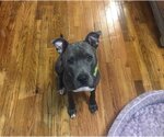 Small Photo #16 American Pit Bull Terrier-Unknown Mix Puppy For Sale in New York, NY, USA