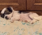 Small Photo #1 Chinese Crested Puppy For Sale in MANHATTAN, NY, USA
