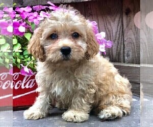 Medium Cavapoo-Poodle (Toy) Mix