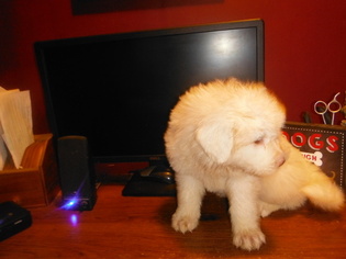 Great Pyrenees Puppy for sale in BLUE CREEK, OH, USA