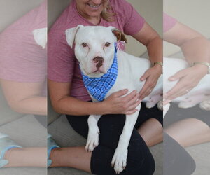 Mutt Dogs for adoption in McKinney, TX, USA