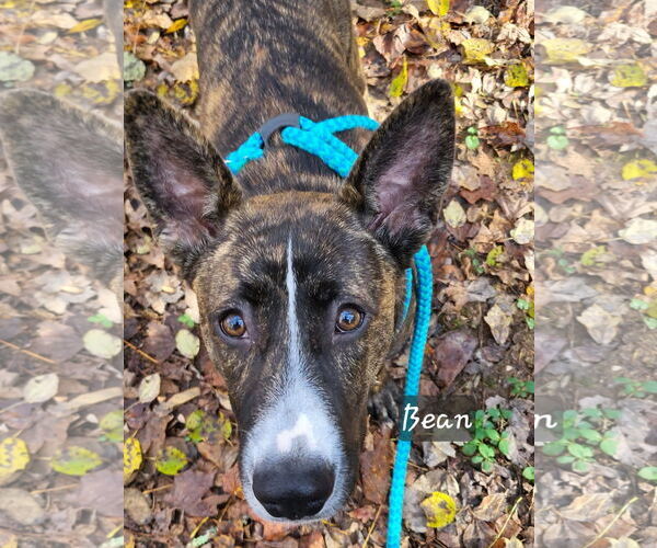 Medium Photo #1 Carolina Dog Puppy For Sale in Rockaway, NJ, USA