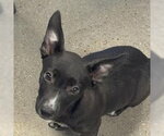 Small Dachshund Mix