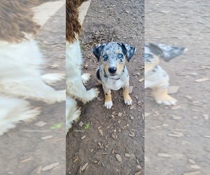 Catahoula Leopard Dog-Siberian Husky Mix Puppy for sale in HARTFORD, WI, USA