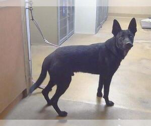 German Shepherd Dog-Unknown Mix Dogs for adoption in Sacramento, CA, USA