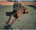 Small #3 Boxer