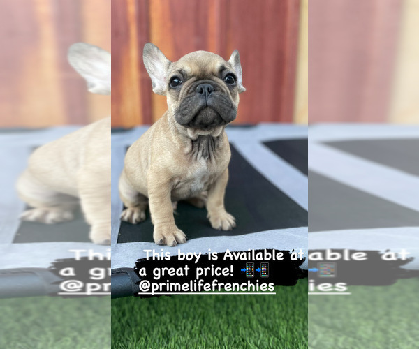 Medium Photo #1 French Bulldog Puppy For Sale in OCEANSIDE, CA, USA