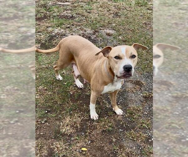 Medium Photo #1 Labrador Retriever-Unknown Mix Puppy For Sale in Conroe, TX, USA