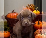 Image preview for Ad Listing. Nickname: Expecting AKC