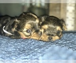 Small Photo #12 Yorkshire Terrier Puppy For Sale in STKN, CA, USA