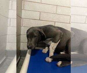 Mutt Dogs for adoption in Stockton, CA, USA