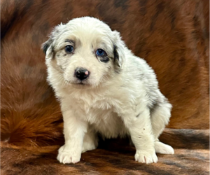 Australian Shepherd Puppy for sale in CEDARVILLE, AR, USA