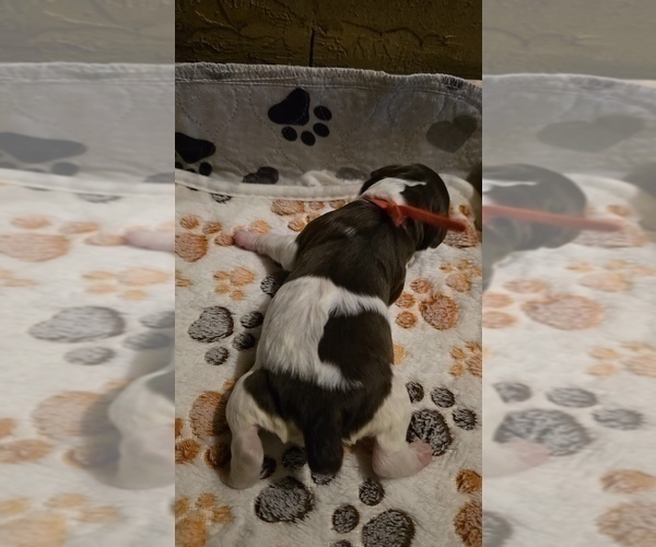 Medium Photo #9 Brittany Puppy For Sale in MOHAWK, NY, USA