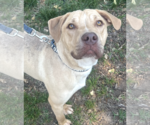 Small #4 Labrador Retriever Mix