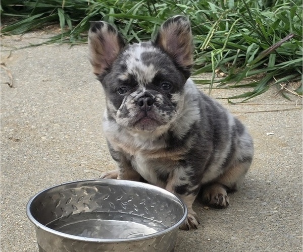 Medium Photo #2 French Bulldog Puppy For Sale in NEWPORT NEWS, VA, USA