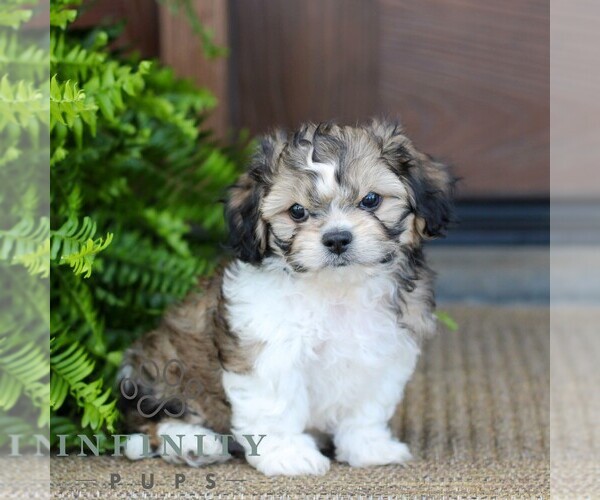Medium Photo #3 Zuchon Puppy For Sale in MORGANTOWN, PA, USA