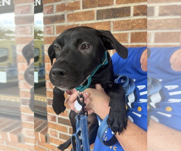 Medium Photo #1 Mutt Puppy For Sale in Candler, NC, USA