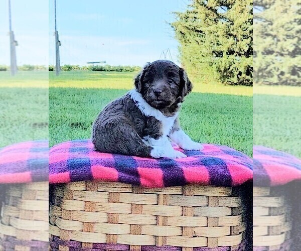 Medium Photo #2 F2 Aussiedoodle Puppy For Sale in GARNETT, KS, USA