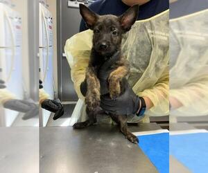 German Shepherd Dog-Unknown Mix Dogs for adoption in Visalia, CA, USA