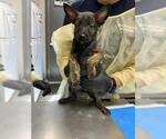 Small German Shepherd Dog Mix