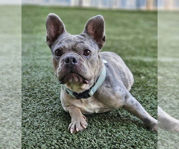 Medium Photo #9 French Bulldog Puppy For Sale in Lake elsinore, CA, USA