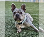 Small #8 French Bulldog
