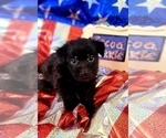 Small Photo #8 Yorkshire Terrier Puppy For Sale in AKRON, OH, USA