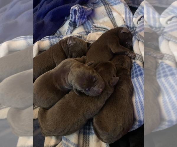 Medium Photo #1 Labrador Retriever Puppy For Sale in NEVADA CITY, CA, USA
