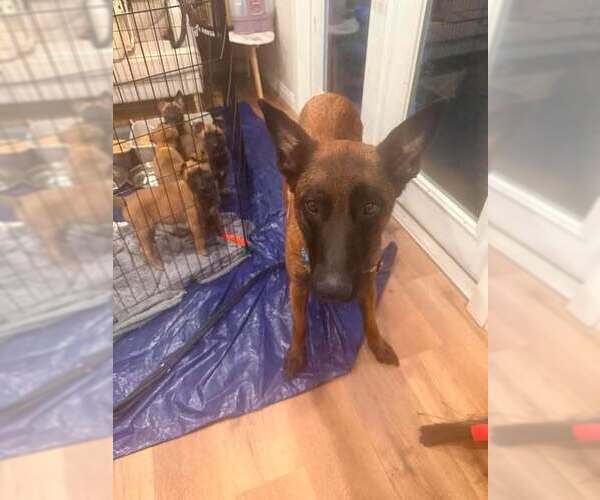 Medium Photo #3 Mutt Puppy For Sale in Imlay City, MI, USA